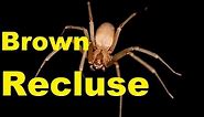 🕷️ Brown Recluse Revealed: 10 Alarming Facts & Bite Info | 2024 Update | TheCoolFactShow