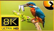 8K VIDEO ULTRA HD 120FPS SLOWMOTION | BREATHTAKING BIRDS SLOWMOTION WITH RELAXATION SOUNDS 4320P