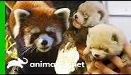 Red Panda Gives Birth To Adorable Cubs | The Zoo