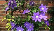 Clematis care Guide.In North Texas.//Small garden