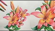 Lily Flowers Drawing in Colors Pencils | Flower Drawing | Camlin Triangular Color Pencils