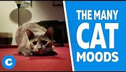 The Many Cat Moods | Chewy
