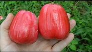 Picking Some Mountain Apples | Syzygium malaccense | Video