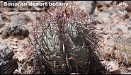 Nichol's turks head cactus in the Sonoran desert, is this a valid taxon?