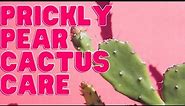 Prickly Pear (Opuntia) Plant Care Guide For Beginners