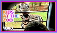 This ZEBRA Wants To Be Fed! 🦓 🍽 | Funny Kids At The Zoo | Kyoot 2022