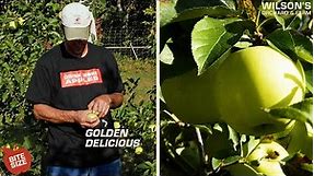 Golden Delicious Apples | Bite Size