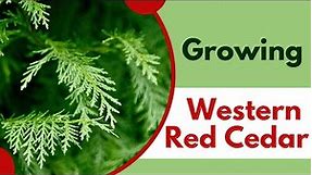 Growing Western Red Cedar From Seed to Stunning Tree | Thuja plicata