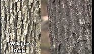 Tree Identification Winter Phase