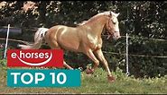 Top 10 Lusitanos Horses