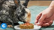 DIY Carrot Cake for Rabbits | Chewy Eats