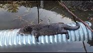 How to Skin an Otter