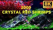 Crystal Red Shrimp Aquarium | Explore the Serene Beauty of Iwagumi Style Aquascape