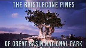 Bristlecone Pines | 100 Wonders | Atlas Obscura