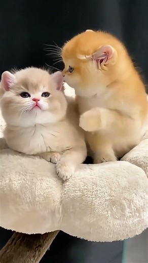 MUST SEE: Hilarious Cat Fails at Jumping! 😹 (Silly Kitty) [Try Not to Aww]