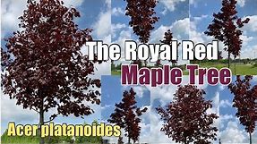 The Royal Red | Maple Tree [Acer Platanoides]