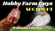 HFG Farm Animal Spotlight: Icelandic Chicken