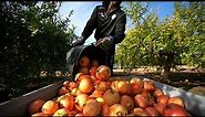 L'Espagne, premier producteur de fruits tropicaux d'Europe