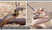 r/wholesomeMemes | cute snakes with arms!!!!