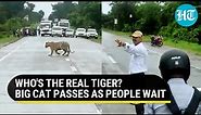 Majestic tiger crosses the road calmly as commuters wait | Video breaks the internet