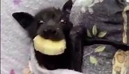 Bon Appetit Cute bat eating banana slice! #reelsfb #bats #animals #cute#reelsinstagram #ourworldchannel | Our World Channel