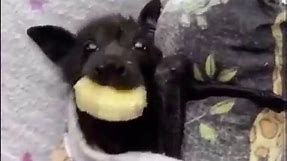 Bon Appetit Cute bat eating banana slice! #reelsfb #bats #animals #cute#reelsinstagram #ourworldchannel | Our World Channel