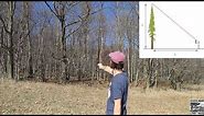 How to measure a tree's height using a stick