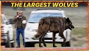 The 10 Biggest Wolves on the Planet
