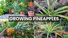 The Joy Of Growing Pineapples - How To Grow Pineapple Plants In Containers
