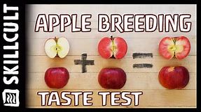 🍎 Test Tasting 12 Apples Grown From Seed 🍎 Plus Heirloom Varieties