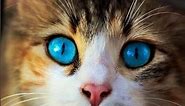 Top Best Cute Kittens Wallpapers (Part 2) | HD Wallpapers | Part 41