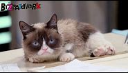 Grumpy Cat Pitch | Bizaardvark | Disney Channel