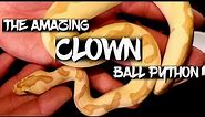 The Amazing 'Clown' Ball Python!
