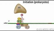 Animation of Protein Synthesis (Translation) in Prokaryotes.