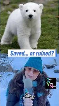 Knut the Polar Bear: Saved by Humans… or Was the Attention Too Much?