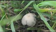 Pasture mushrooms (Panaeolus)