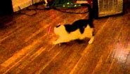 Cat chasing red dot