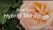 Rose Types: What are Hybrid Tea Roses?