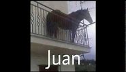 Juan caballo meme