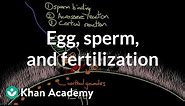 Egg, sperm, and fertilization | Behavior | MCAT | Khan Academy