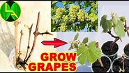 How to grow grape plants at home - Easy and fast way