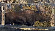 Life Size Moose Target - Life Size Animal Targets - Moose Target