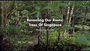 Revealing Our Roots: Trees of Singapore | Virtual Tour of Singapore's Mangrove Forests