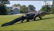 The Alligators taking over America's golf courses - BBC