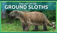 The Last of the Ground Sloths