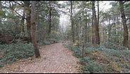 4K・ 【4K】Aokigahara forest near mt. Fuji