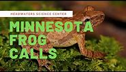 Minnesota Frog Calls