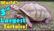 Sulcata Tortoises: Facts and Care Tips!