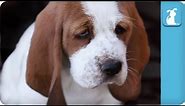 80 seconds of Adorable Wrinkled Basset Hound Puppies