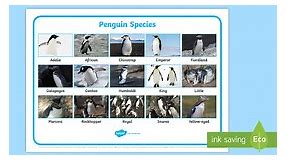 Penguin Species Photo Word Mat